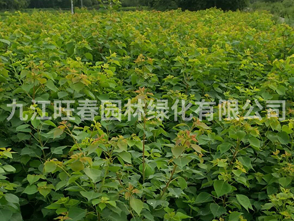 烏桕 